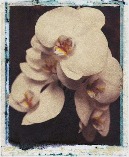 Orchidée - Photo Anna Solé
