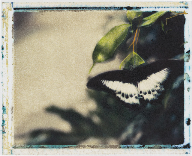 Papillon - Photo Anna Solé